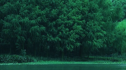 下雨树林
