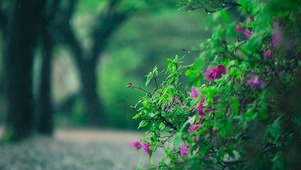 静心的雨