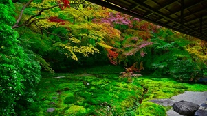 庭院红叶树林