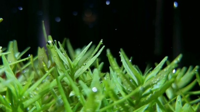 水底小草-护眼