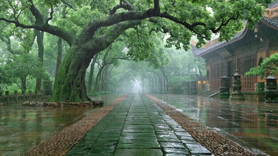 夏日雨天古树