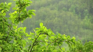 唯美雨中绿叶