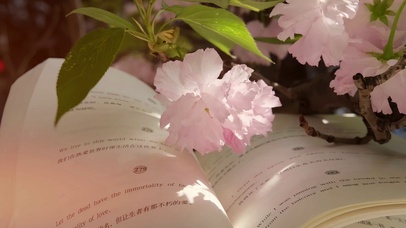 治愈系桌面壁纸