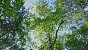 绿树
