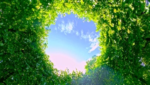 绿树天空