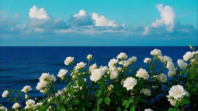 海边唯美的花花