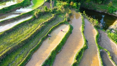 4K春日农业劳作农民插秧种水稻