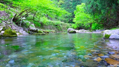 护眼树林清澈山间流水