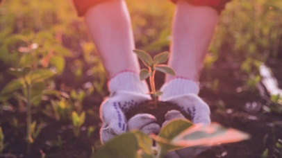 4K 高清 农夫栽培植物的叶子