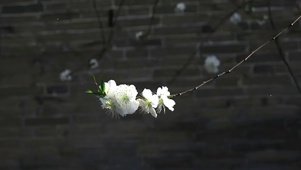 爱意随风起