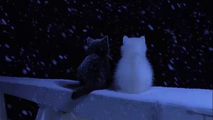 猫 4k