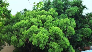 树