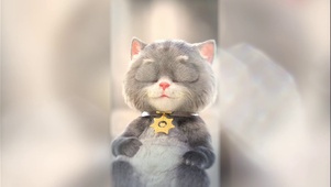 斑布猫-慵懒的小猫咪