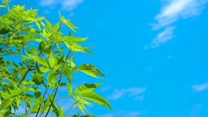 4K唯美夏天夏日风光风景绿色
