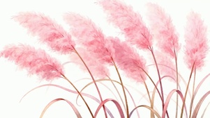 芦苇花
