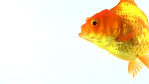 一条金鱼