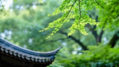 屋檐与青枫4K