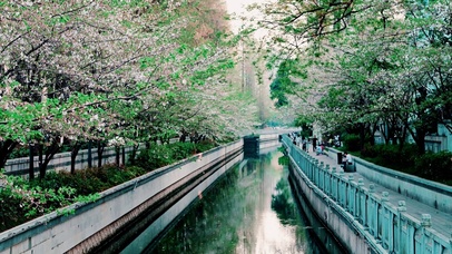 漫漫樱花河道边