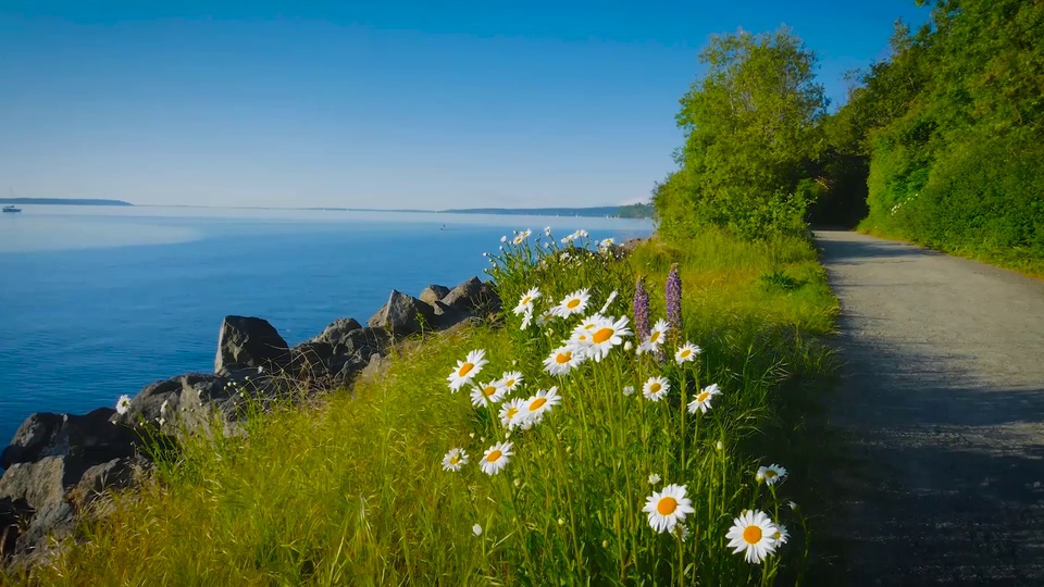 写实摄影风格的海滨郊野场景，前景草坡上生有白瓣黄心雏菊，碎石步道沿着蓝海向远处延伸，上方是澄澈无云的亮蓝色晴空。