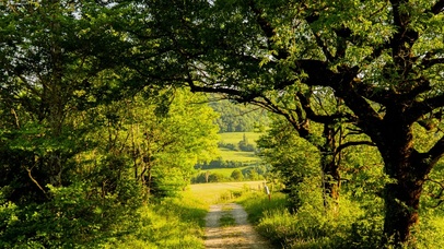 唯美治愈护眼森林小路