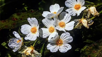 治愈的太阳花小花