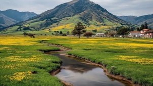 清新绿色黄花草原
