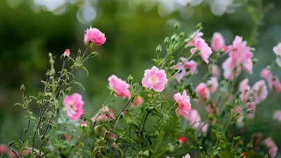 护眼绿景花草树木