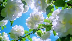 透明夏日  纯白宝珠茉莉