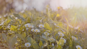 白色小花丛
