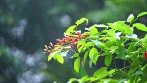 雨中的绿植