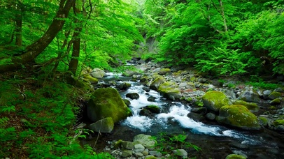 护眼绿树林溪水