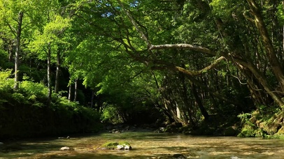 森林流水