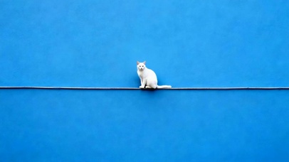 猫咪