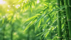 清新雨后青竹自然风景