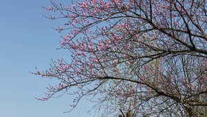 春天桃花盛开红色桃花