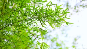 护眼清新翠竹