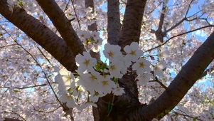 樱花