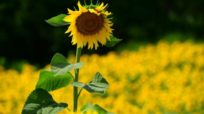 阳光下的向日葵