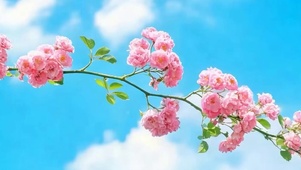 护眼小清新带鱼屏