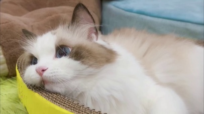 猫咪