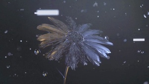 4k 维度花蕊