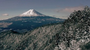 雪林淡紫拥富士