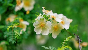 小清新鲜花