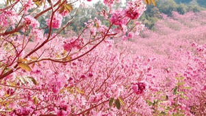 满山粉色樱花