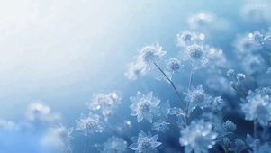 冰绒花