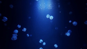 海底水母