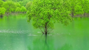 湖中绿树
