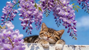 紫藤花小猫