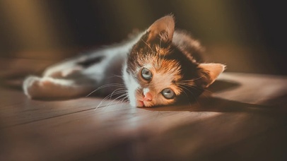 小奶猫