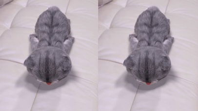 斑布猫-为了吃超能力都用上了